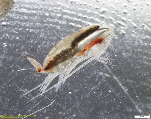 Calanus hyperboreus