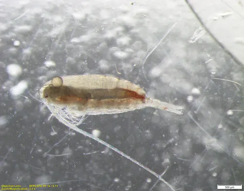 Calanus finmarchicus