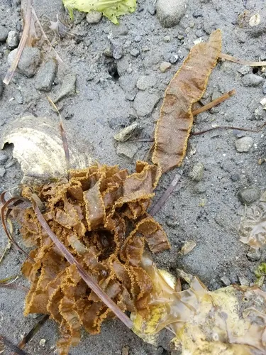 Punctaria lobata