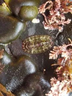 Painted Dendrochiton thumbnail 2
