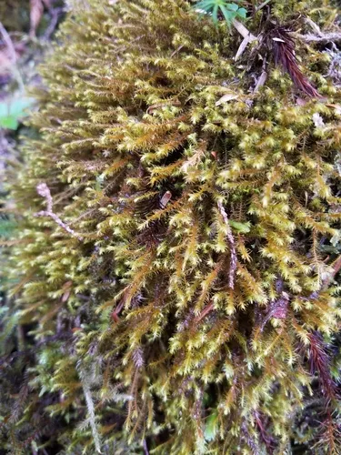 Pacific Scissor-leaved Liverwort