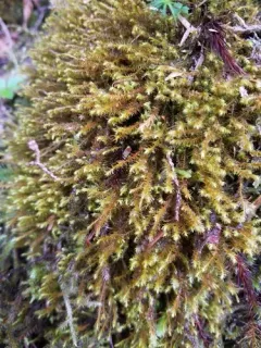 Pacific Scissor-leaved Liverwort thumbnail 1