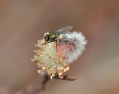 Small False Greenbottle thumbnail 3