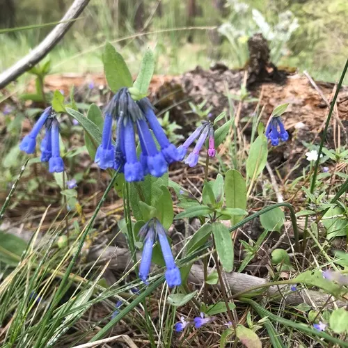 long bluebells