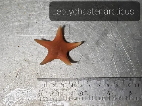 Arctic Sand Star