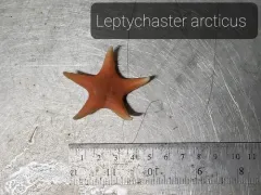 Arctic Sand Star thumbnail 1