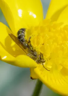 Sleepy Scissor Bee thumbnail 2