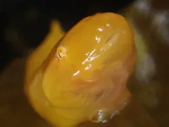 Slimy Snailfish thumbnail 2