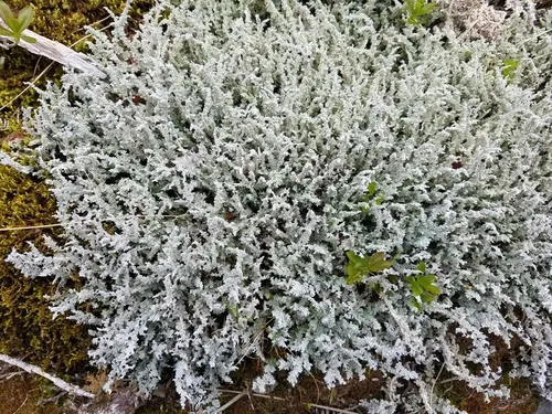 Grand Foam Lichen