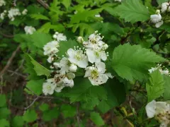 Blanchard's Hawthorn thumbnail 2