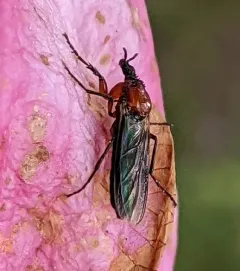 Dilophus strigilatus thumbnail 1