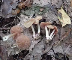 Mycena rutilantiformis thumbnail 4