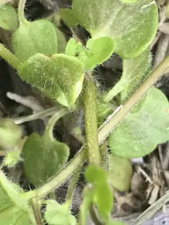 Pink Ivy-leaved Speedwell thumbnail 3