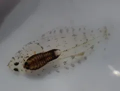 Elthusa californica thumbnail 2