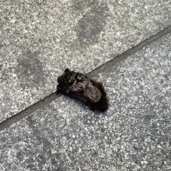 Silver-haired Bat thumbnail 4