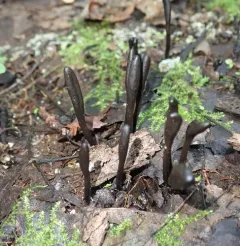 glutinous earthtongue thumbnail 2
