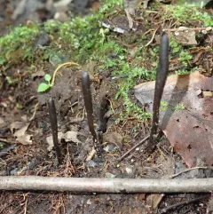 Glutinoglossum heptaseptatum thumbnail 2