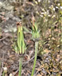 bigflower agoseris thumbnail 2