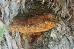 Pyrofomes juniperinus thumbnail 2