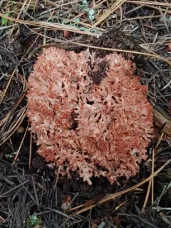 Ramaria rubripermanens thumbnail 3
