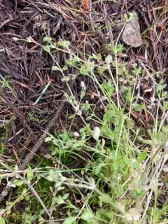 lesser chickweed thumbnail 2