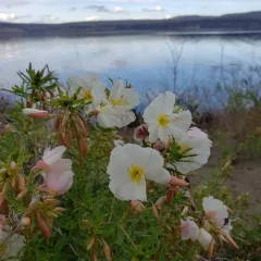 Pale Evening Primrose thumbnail 4