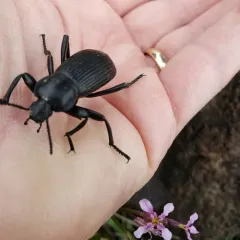 Obscure Darkling Beetle thumbnail 4
