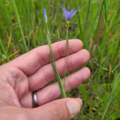 western blue-eyed grass thumbnail 4