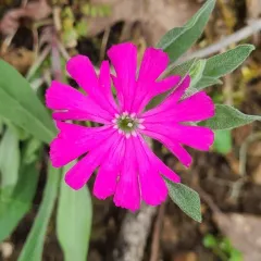 Hooker's Catchfly thumbnail 4
