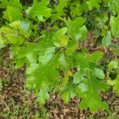 California black oak thumbnail 2