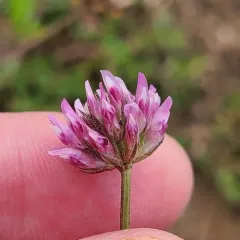 Tree Clover thumbnail 4