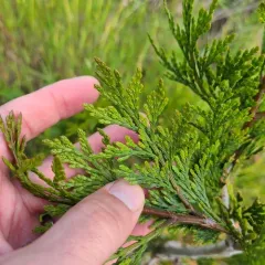 California incense-cedar thumbnail 4