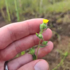 grassy tarweed thumbnail 1