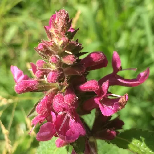 Coastal Hedge-nettle