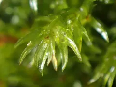 Longbract pohlia moss thumbnail 2
