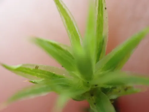 Long-stalked Haircap Moss