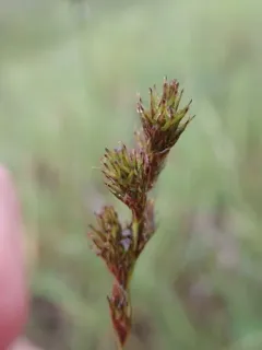 tinged sedge thumbnail 1