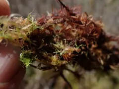 Spiny Threadwort thumbnail 1