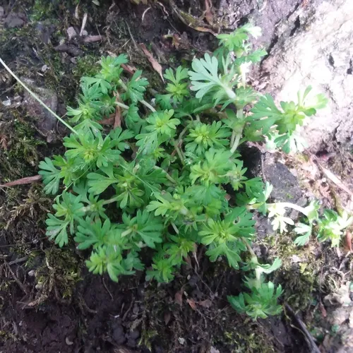 Field Parsley Piert