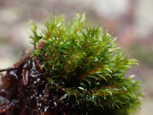 Longbract pohlia moss