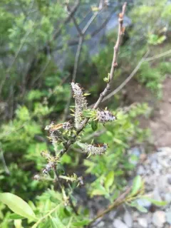 tracy's willow thumbnail 1
