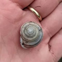 Striped Whitelip thumbnail 2