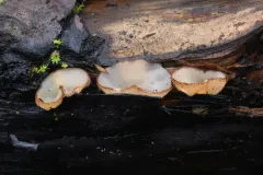 Perilachnea hemisphaerioides thumbnail 2