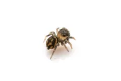 Little Mountain Jumping Spider thumbnail 2