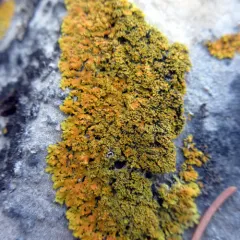 Powdery Sunburst Lichen thumbnail 3