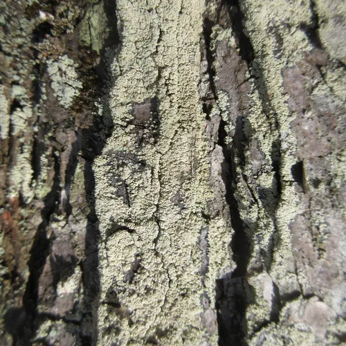 Common Clam Lichen