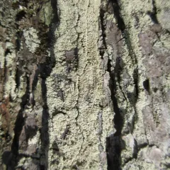 Common Clam Lichen thumbnail 1