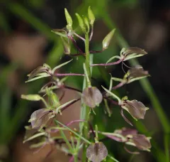 large twayblade thumbnail 1