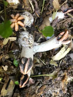 Lizard's Claw Stinkhorn thumbnail 2