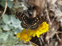 Leanira Checkerspot thumbnail 2
